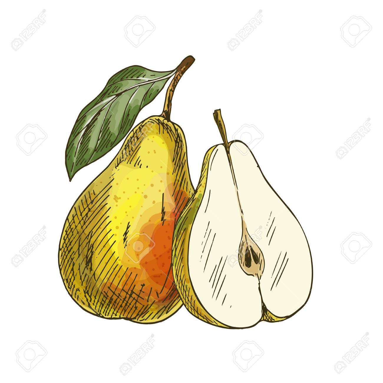 Pera Amarilla Con Hoja Y Mitad De Fruta Ilustracion De Vector De Boceto Realista A Todo Color Dibujado A Mano Ilustracion Pintada Ilustraciones Vectoriales Clip Art Vectorizado Libre De Derechos Image 88893255 Existes dos maneras de clasificar a todos los diferentes dibujos, los cuales son: pera amarilla con hoja y mitad de fruta ilustracion de vector de boceto realista a todo color dibujado a mano ilustracion pintada