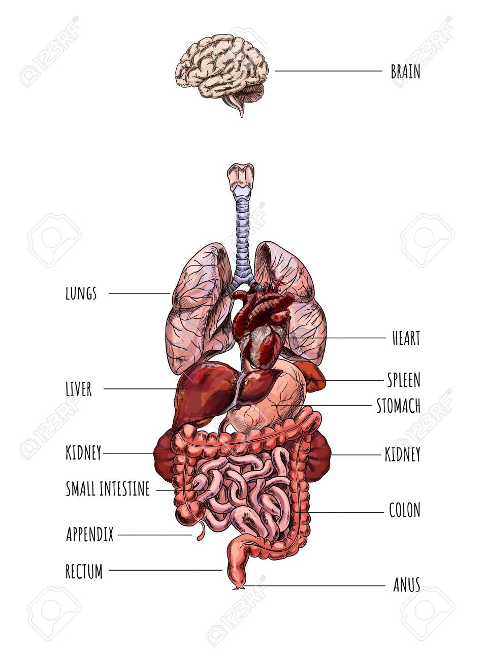 Yaz sit dikmek Human Internal Organs System, Hand Drawn Vector Royalty Free SVG, Cliparts, Vectors, And Stock Illustration. Image 140118321. Yaz sit dikmek Human Internal Organs System, Hand Drawn Vector Royalty Free SVG, Cliparts, Vectors, And Stock Illustration. Image 140118321.
