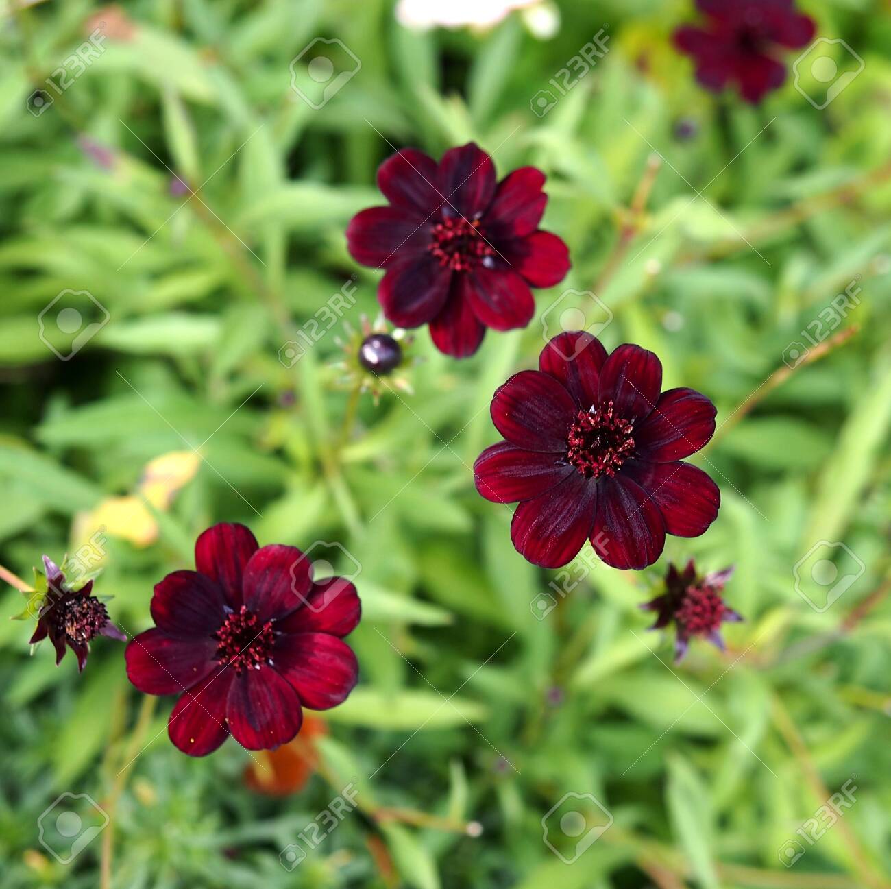 etiam-dictum-ipsum-a-felis