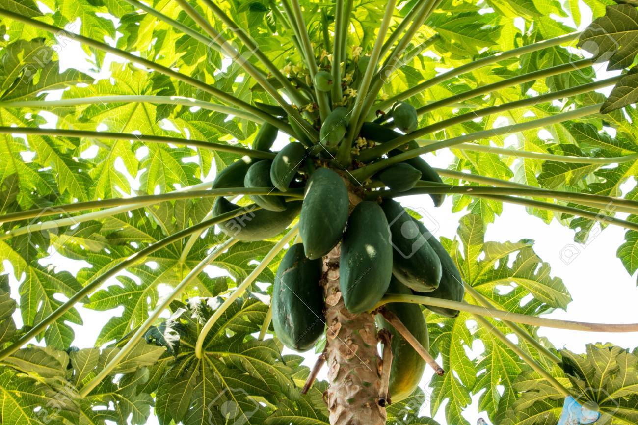 Der Papayabaum Auf Einer Sehr Grossen Organischen Grunen Papaya Auf Baum Lizenzfreie Fotos Bilder Und Stock Fotografie Image 78049584