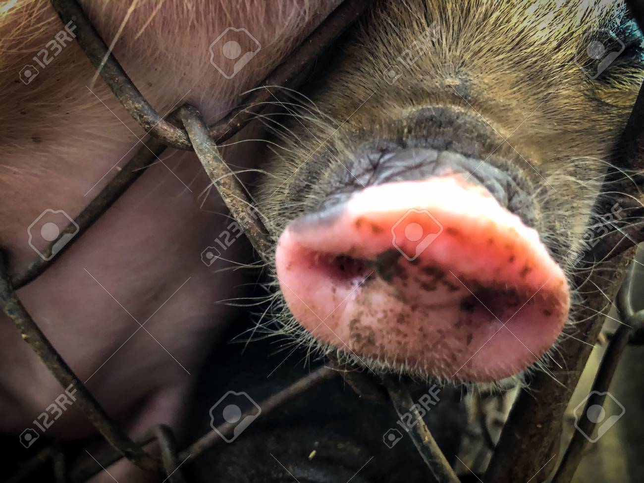 etiam-dictum-ipsum-a-felis