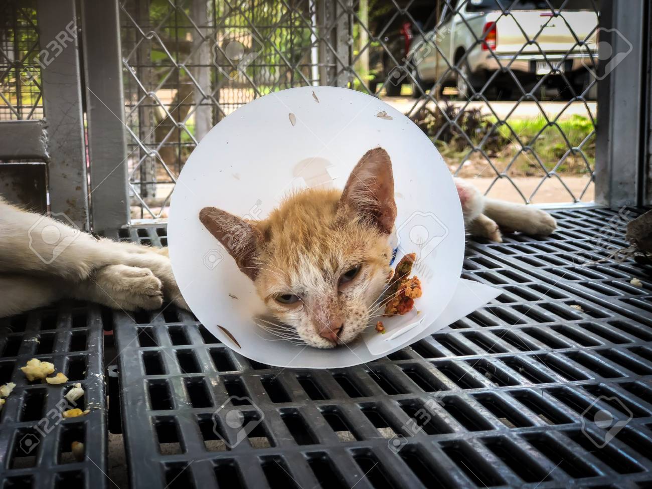 canidae grain free under the sun