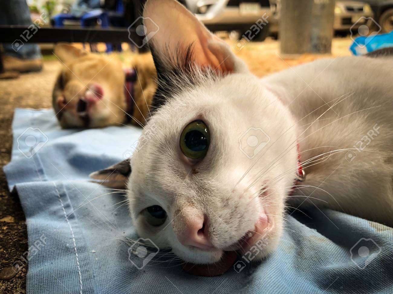 stray cat vaccinations