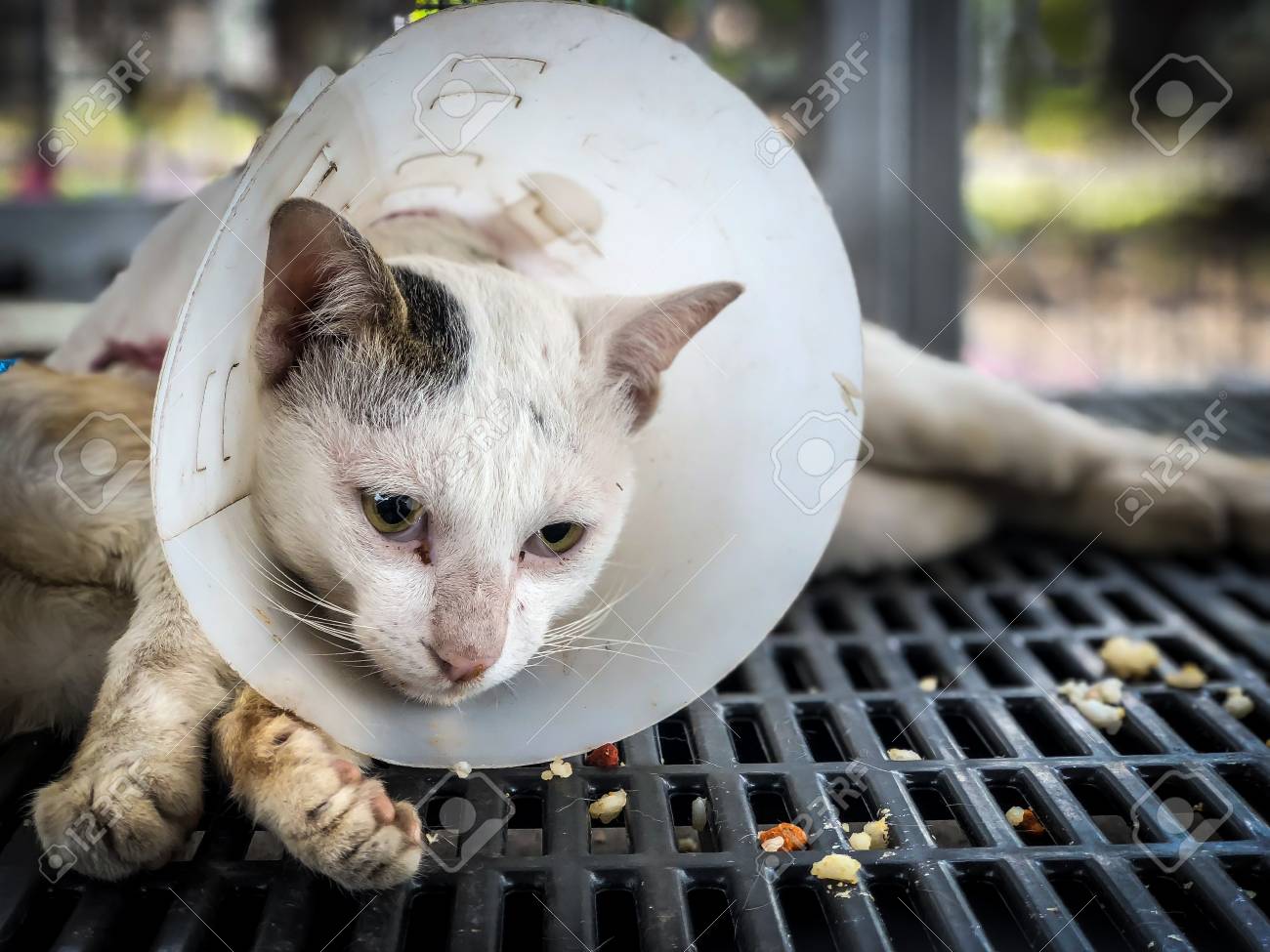 stray cat vaccinations