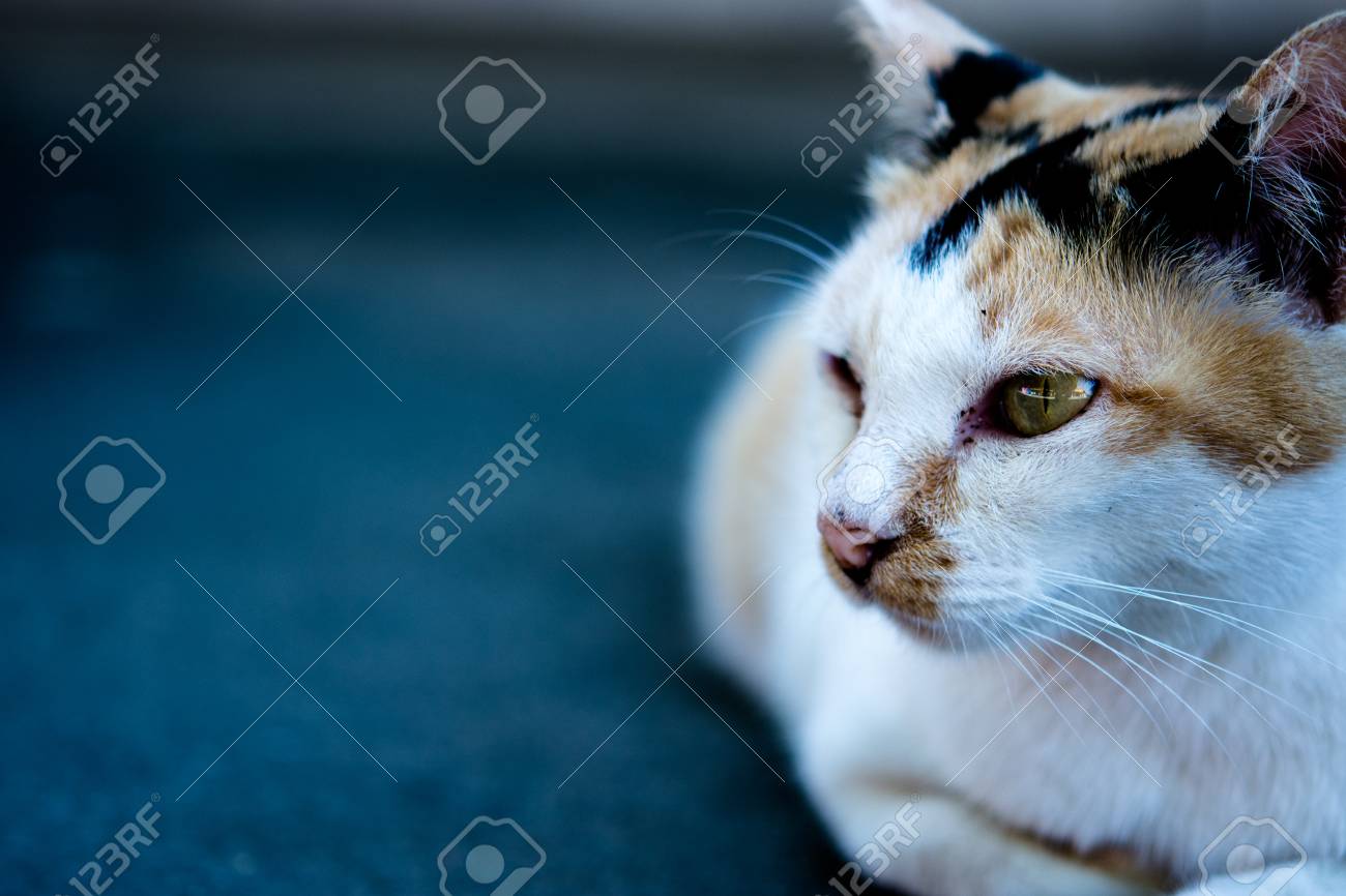 etiam-dictum-ipsum-a-felis