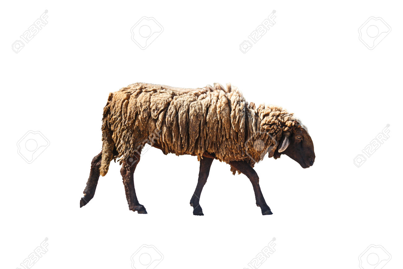 etiam-dictum-ipsum-a-felis