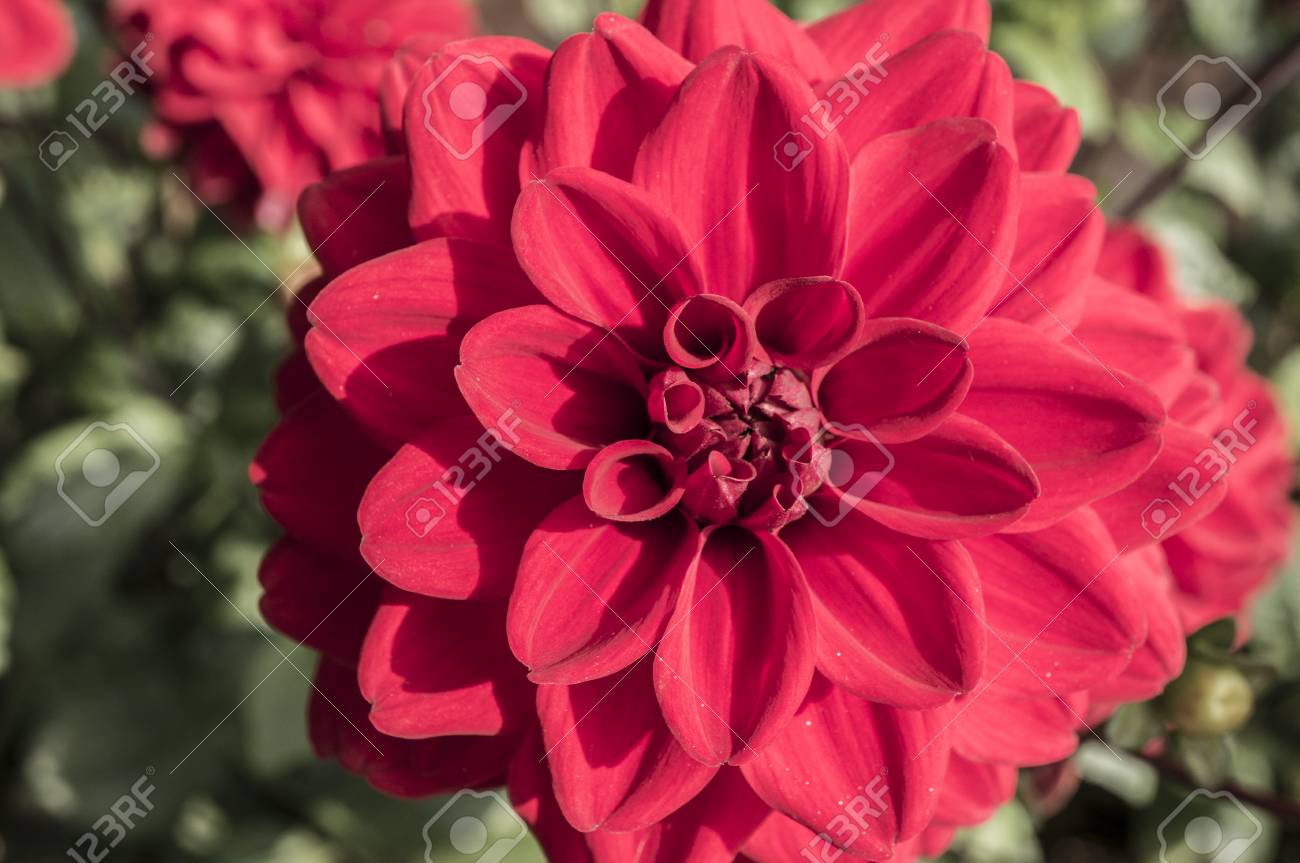 赤のガーデン ダリア セイロンベンケイソウの花植物 の写真素材 画像素材 Image