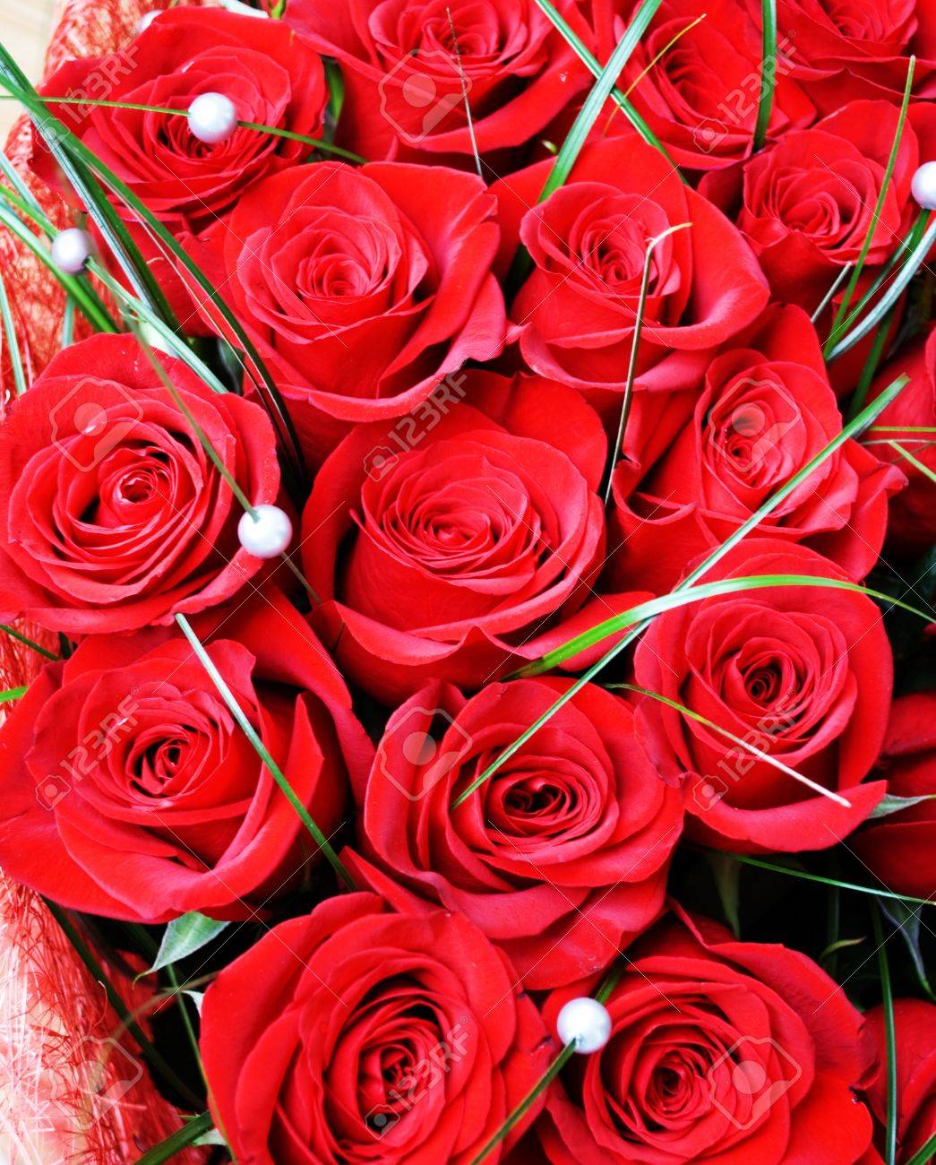 赤いバラ の写真素材 画像素材 Image