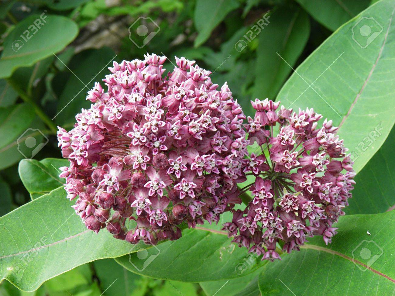 トウワタ属 Incarnata ピンクのトウワタ の写真素材 画像素材 Image トウワタ属 Incarnata ピンクのトウワタ の写真素材 画像素材 Image