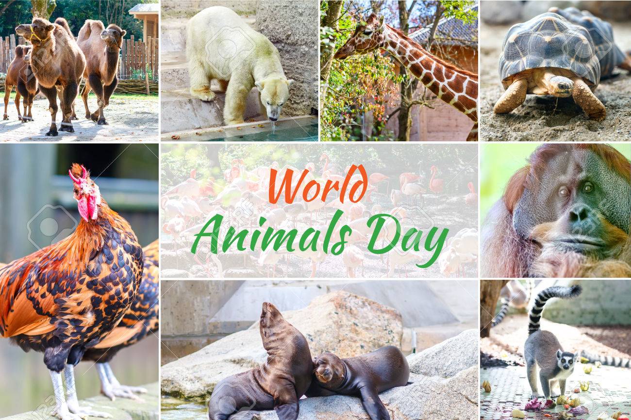World Animal Day Collage With Different Animals Stock Photo Picture And Royalty Free Image Image 83352783