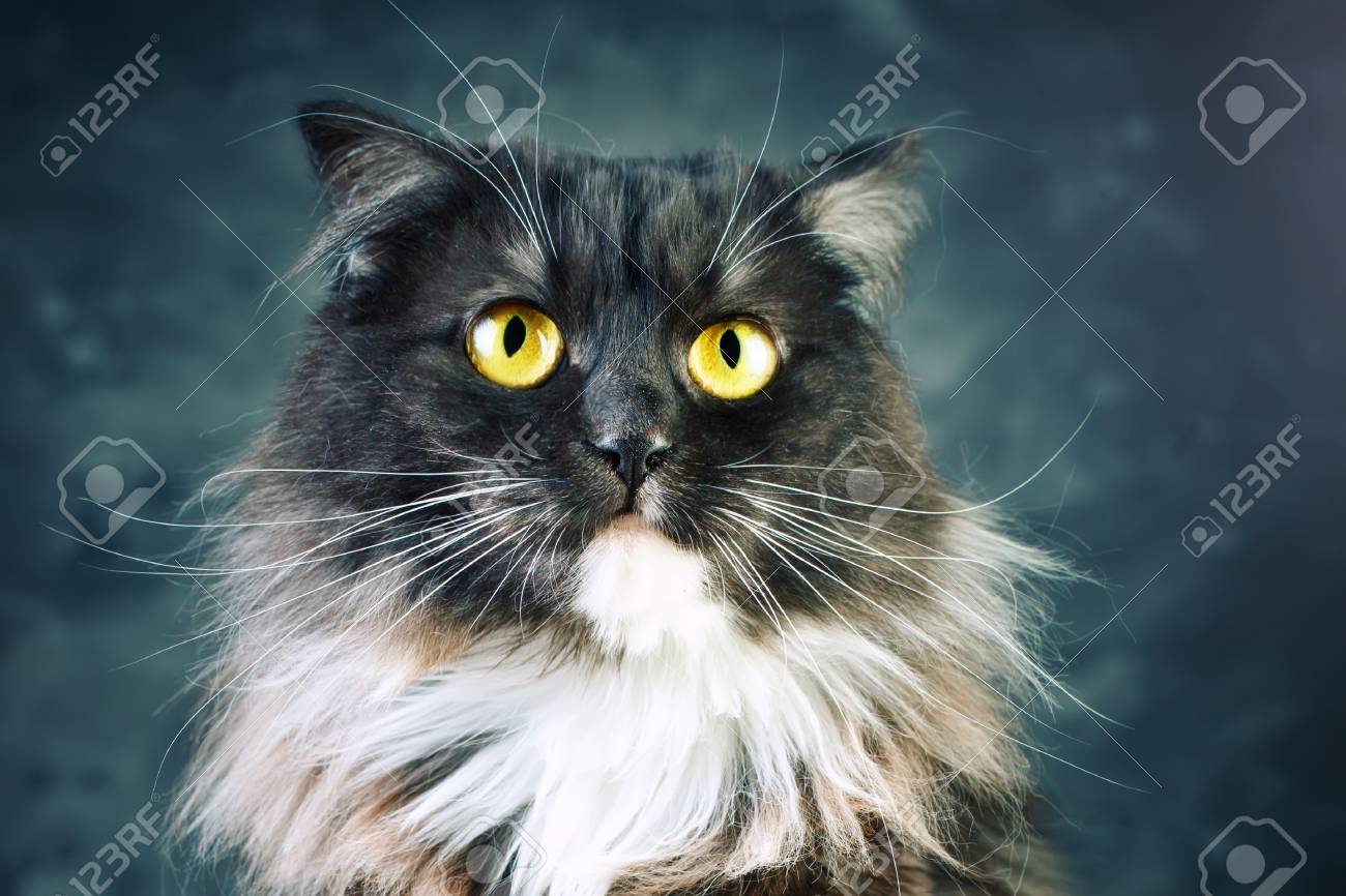 猫 大きな黄色い目をした面白い猫の肖像画 の写真素材 画像素材 Image