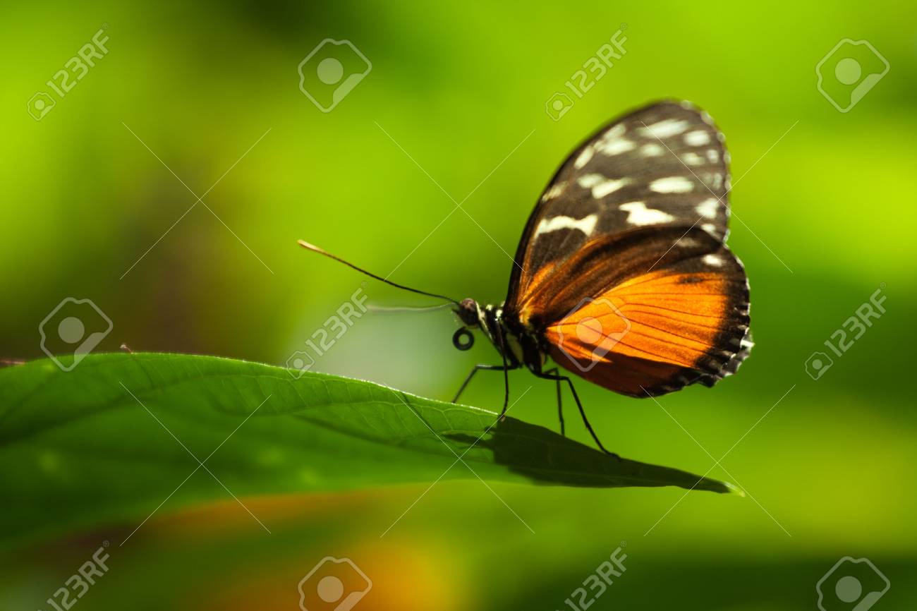 etiam-dictum-ipsum-a-felis