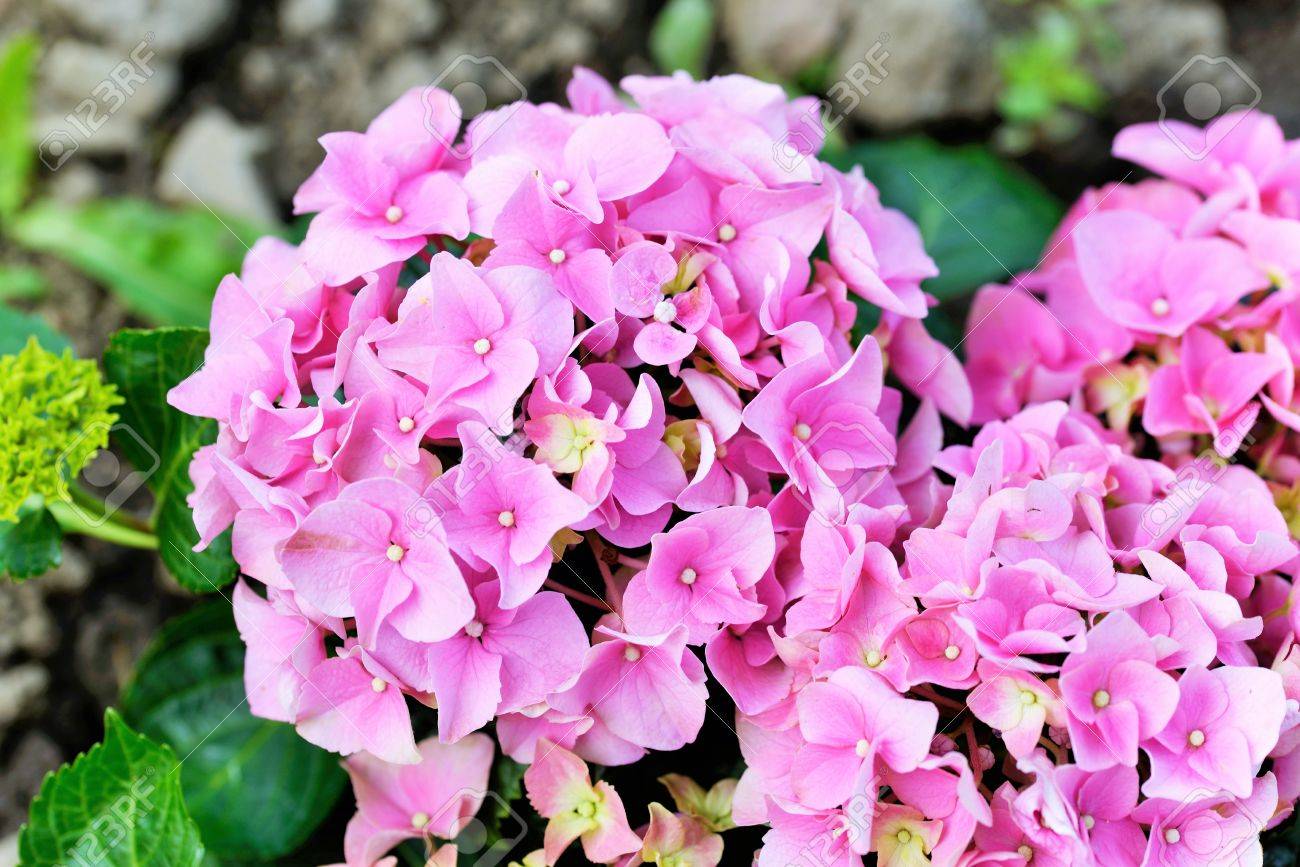 アジサイは 開花植物の南および東のアジア アメリカへのネイティブの 70 75 種の属です 最も大きい種の多様性は東アジア 特に中国 日本 韓国 の写真素材 画像素材 Image