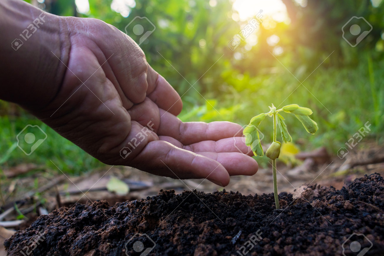 Hand touching growing plant,Young plant and hand under sunlight.Finger and Small plants on the ground in spring.New life concept.Fresh.Photo fresh and Agriculture concept idea. - 169205996 Hand touching growing plant,Young plant and hand under sunlight.Finger and Small plants on the ground in spring.New life concept.Fresh.Photo fresh and Agriculture concept idea. - 169205996