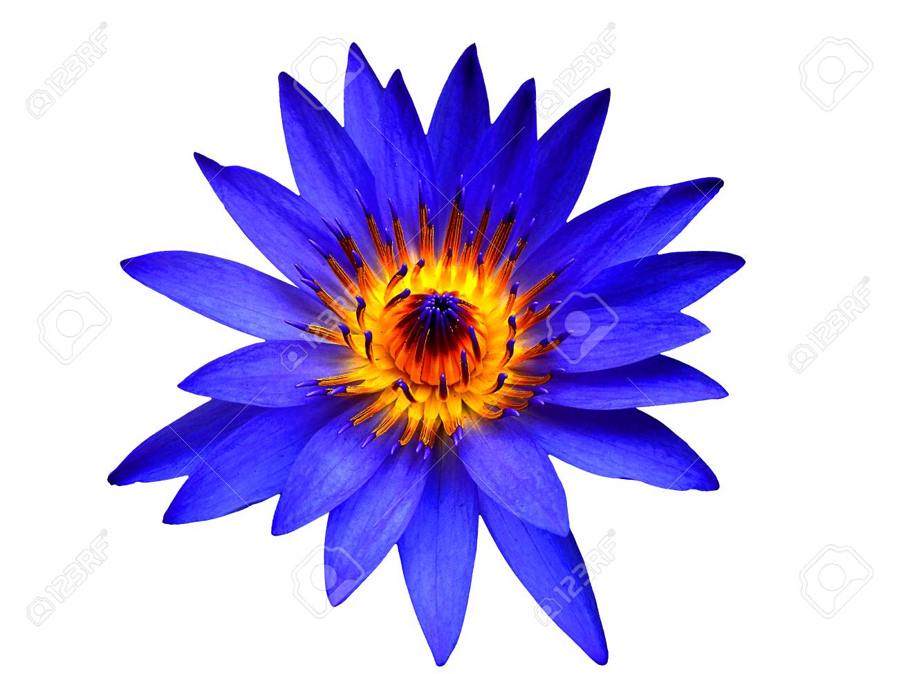Fleur de lotus bleu fleurit sur isolé.