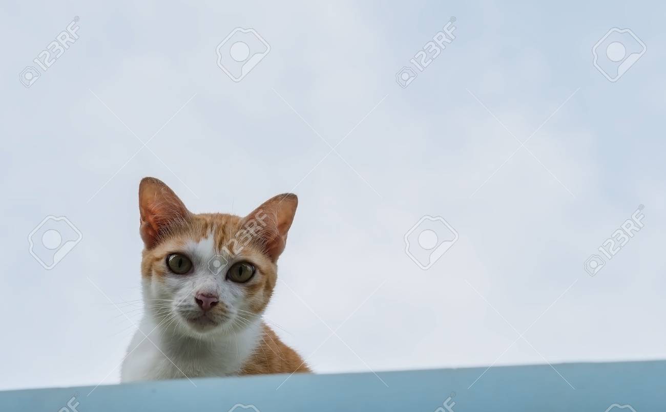 etiam-dictum-ipsum-a-felis