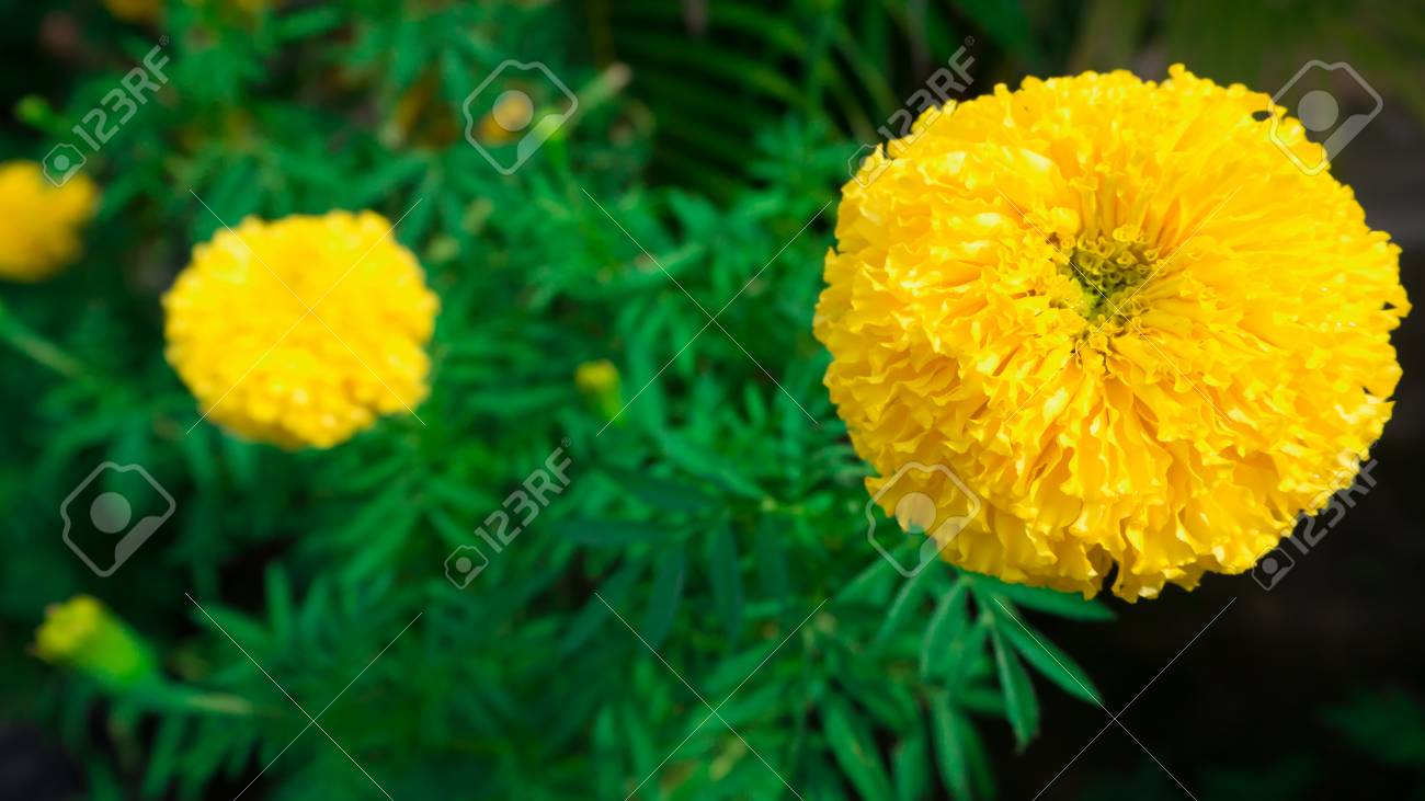 マリーゴールドの大きな丸い黄色の花 の写真素材 画像素材 Image