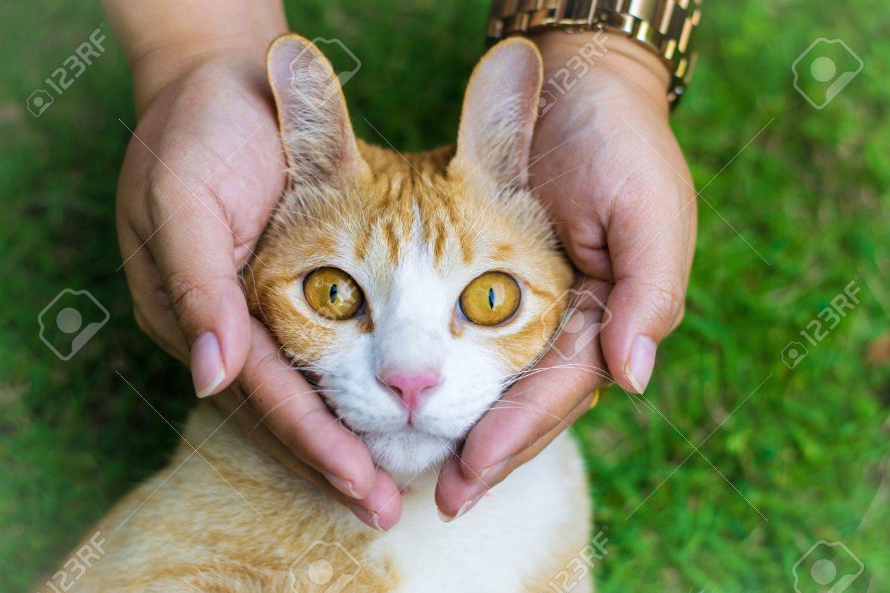 動物の仕事のための壁紙や背景を使用して自宅の芝生の上の女性両手猫目 の写真素材 画像素材 Image