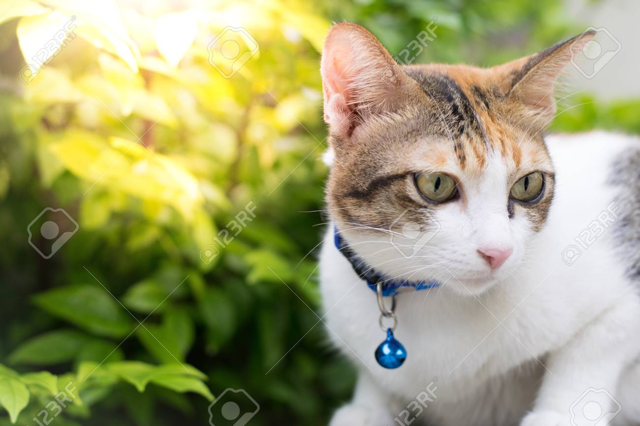 Les Chats Mignons Regardent La Journee Dans La Maison En Utilisant Le Fond D Ecran Ou Le Fond D Ecran Pour Animal Banque D Images Et Photos Libres De Droits Image