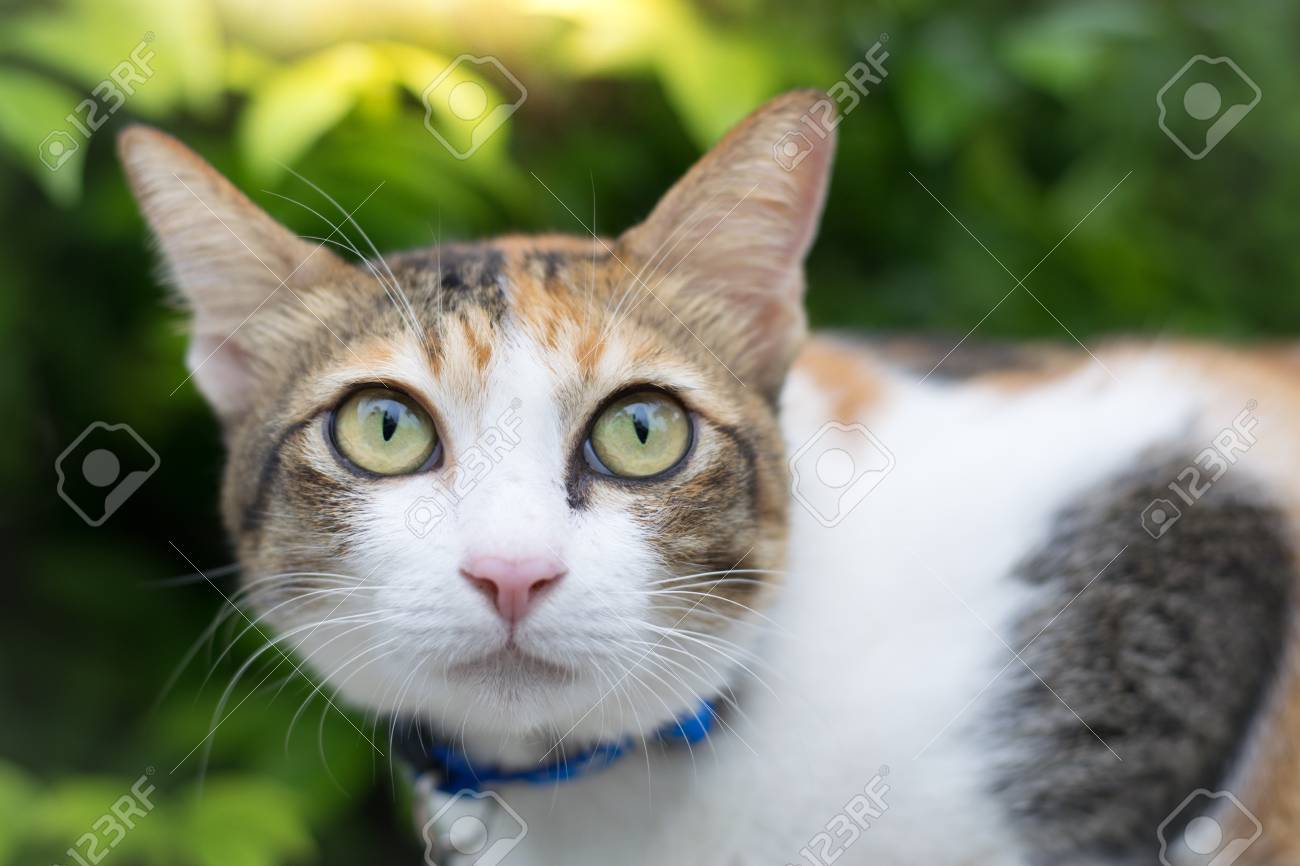 かわいい猫の壁紙や背景を使用して家で昼間探しています 動物の の写真素材 画像素材 Image