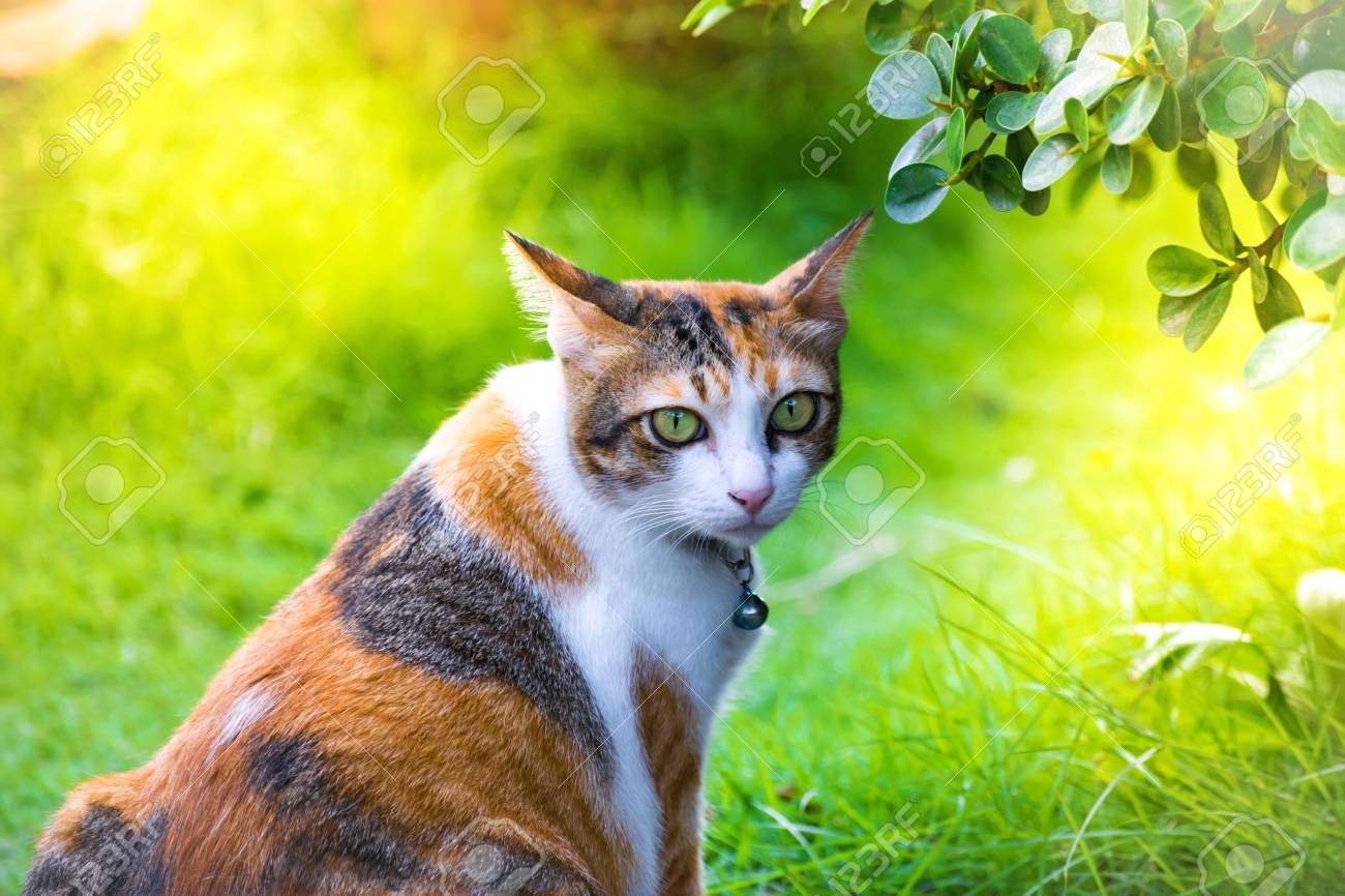 かわいい猫は 家の芝生の上で遊んでいます 動物イメージの壁紙またはバック グラウンドを使用します の写真素材 画像素材 Image かわいい猫は 家の芝生の上で遊んでいます 動物イメージの壁紙またはバック グラウンドを使用します の写真素材 画像素材 Image