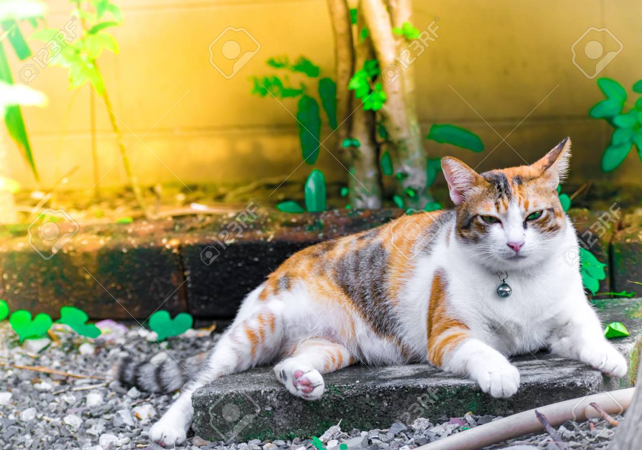 かわいい猫が芝生の上の家で眠っています 動物イメージの壁紙またはバック グラウンドを使用します の写真素材 画像素材 Image