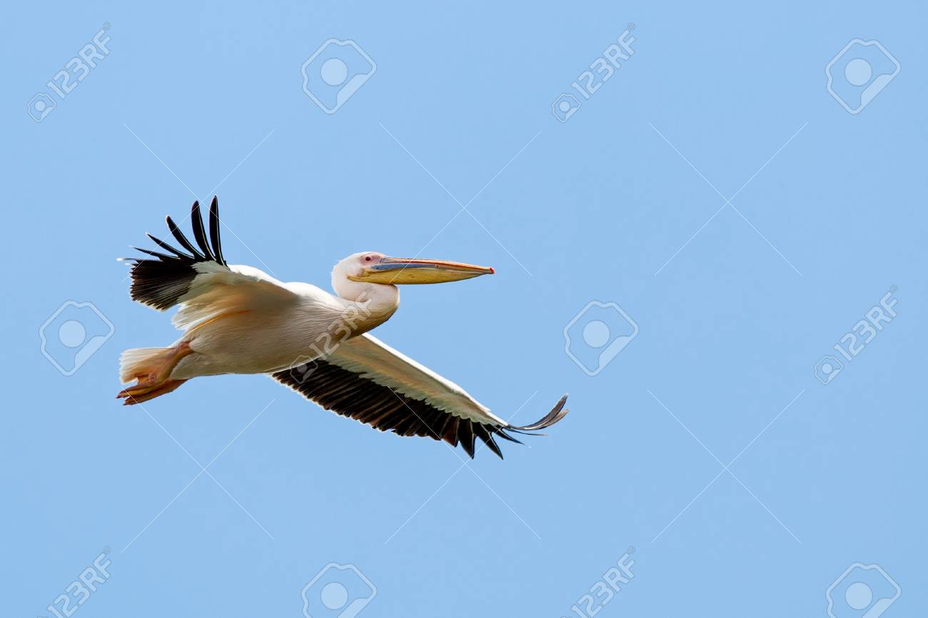 モモイロ ペリカンの飛行の写真をクローズ アップ の写真素材 画像素材 Image