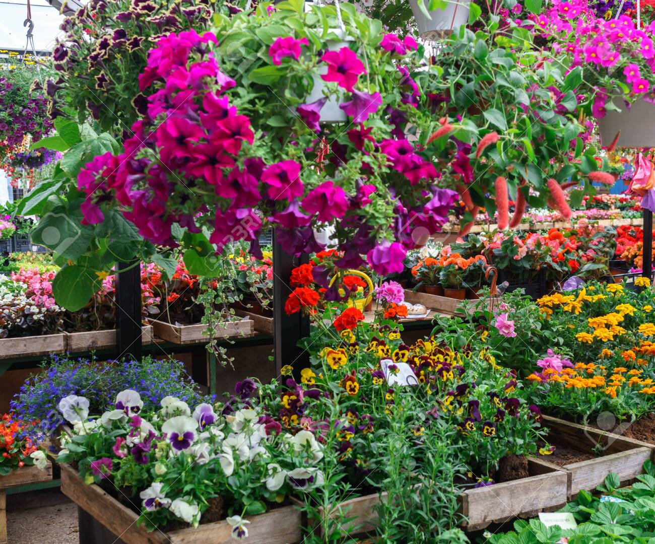Rows of flower seedlings in the village market - 136072755 Rows of flower seedlings in the village market - 136072755