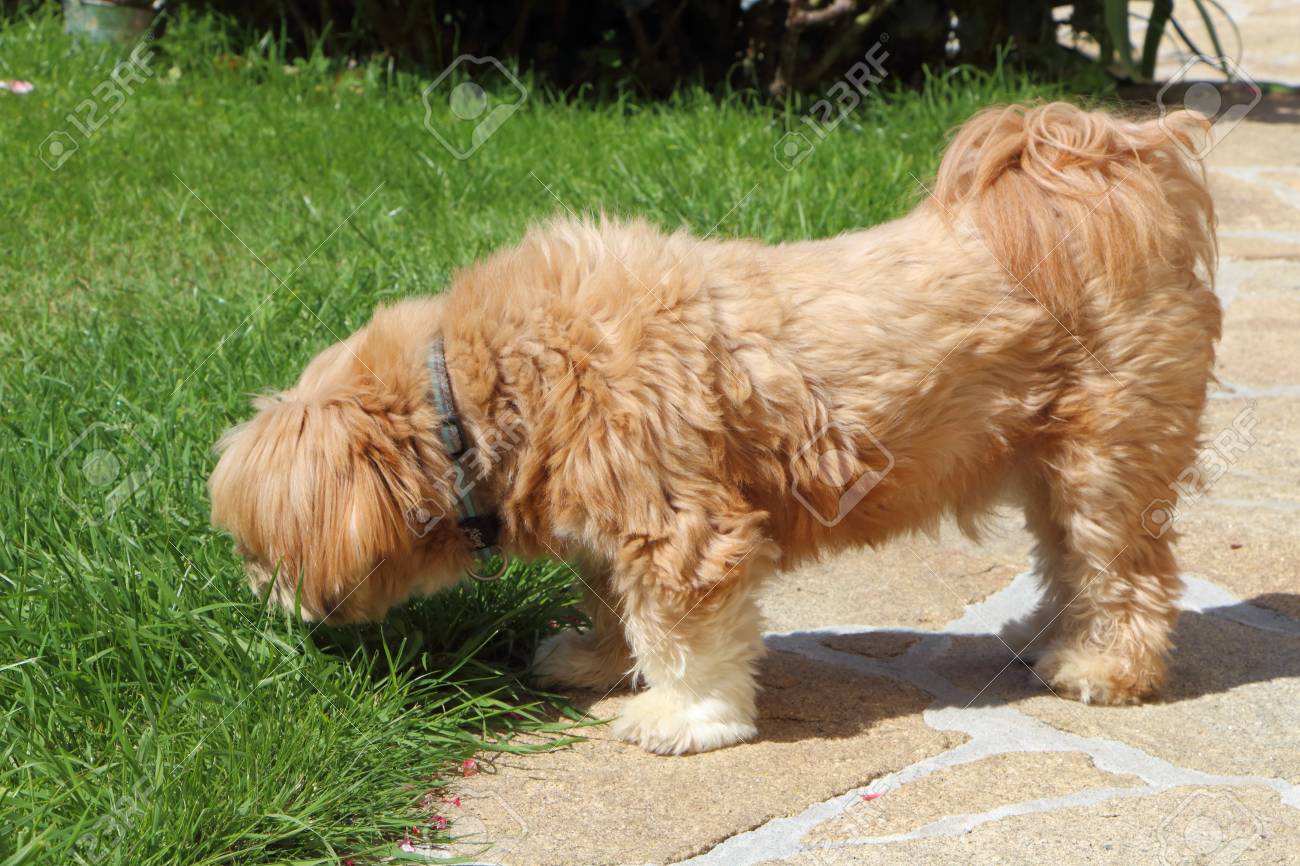 lhasa apso red