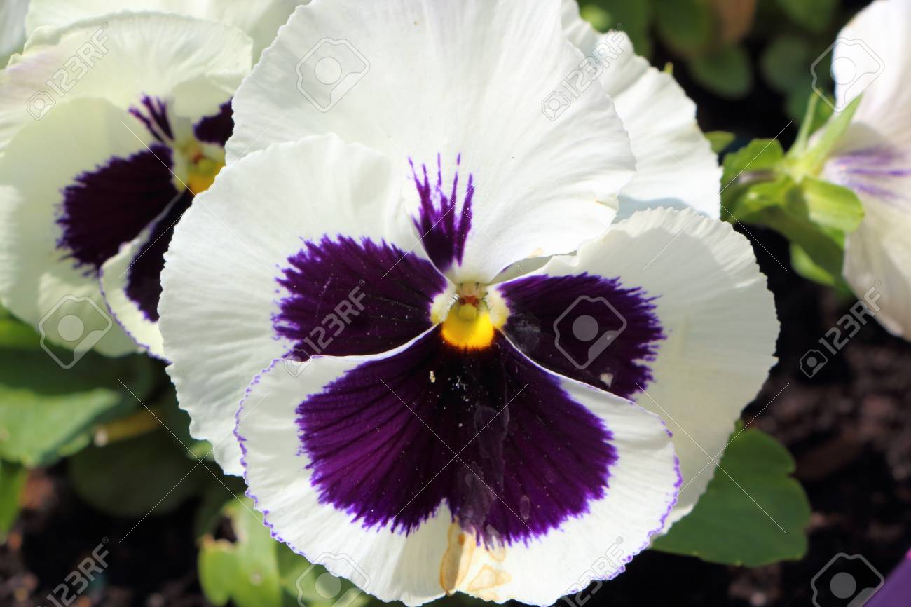 庭のパンジーの黒と白の花 の写真素材 画像素材 Image