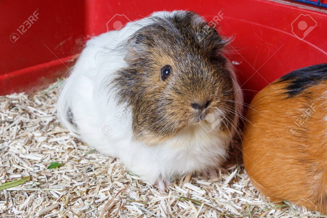 grey and white guinea pig