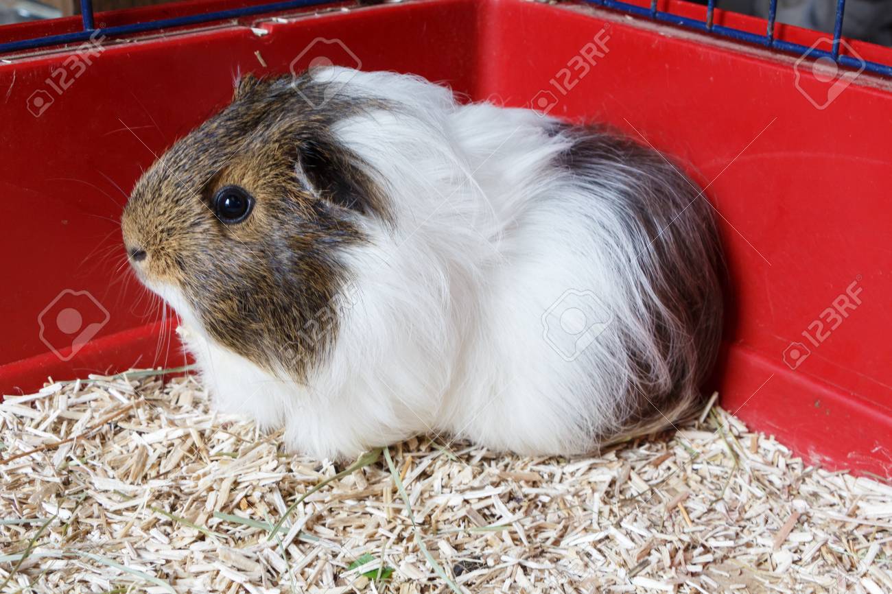 white guinea pig cage