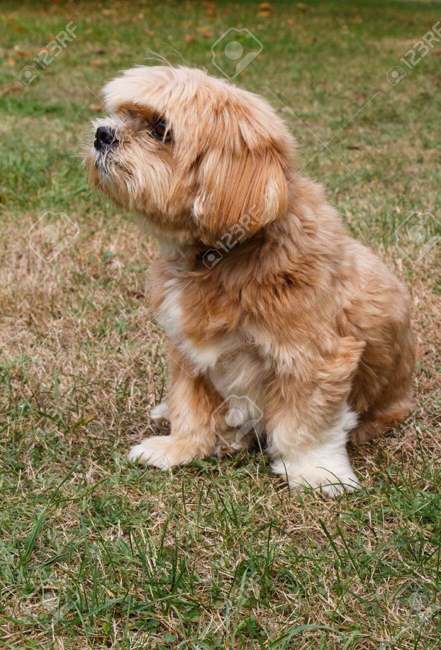 lhasa apso red