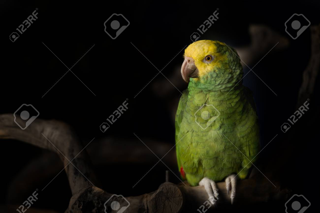 etiam-dictum-ipsum-a-felis