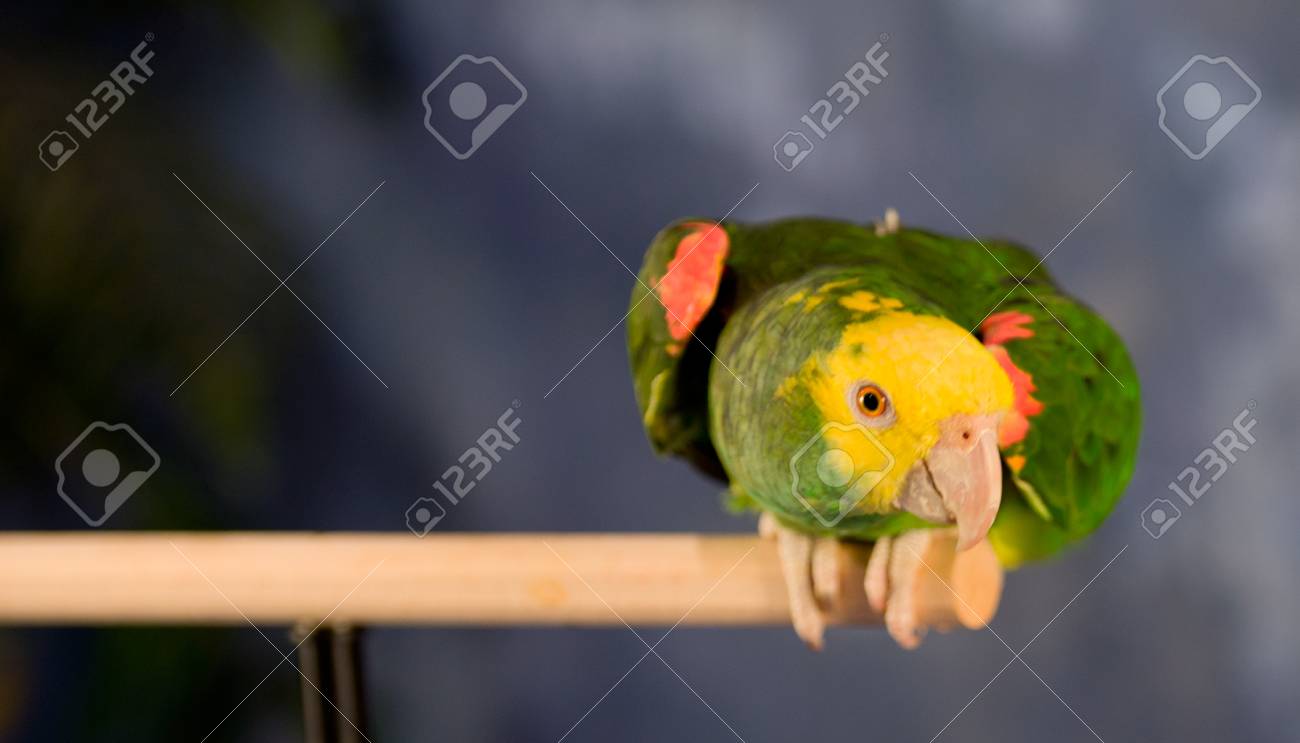 キビタイボウシインコ オウム の写真素材 画像素材 Image キビタイボウシインコ オウム の写真素材 画像素材 Image