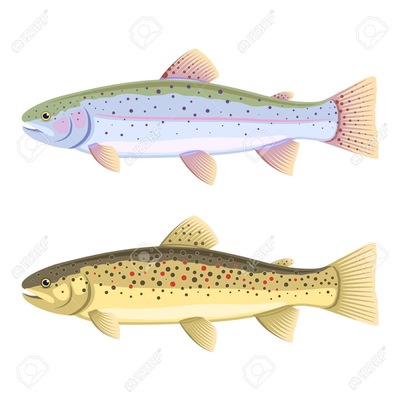 2 つの魚 レインボー トラウトやブラウン トラウト 分離のセット のイラスト素材 ベクタ Image 2 つの魚 レインボー トラウトやブラウン トラウト 分離のセット のイラスト素材 ベクタ Image