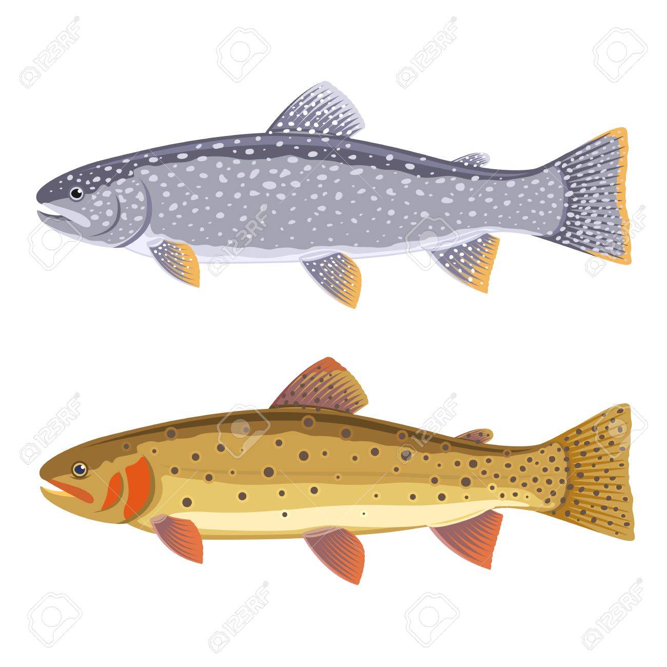 二匹の魚 湖のマス 絶縁の熾烈なマスのセット のイラスト素材 ベクタ Image