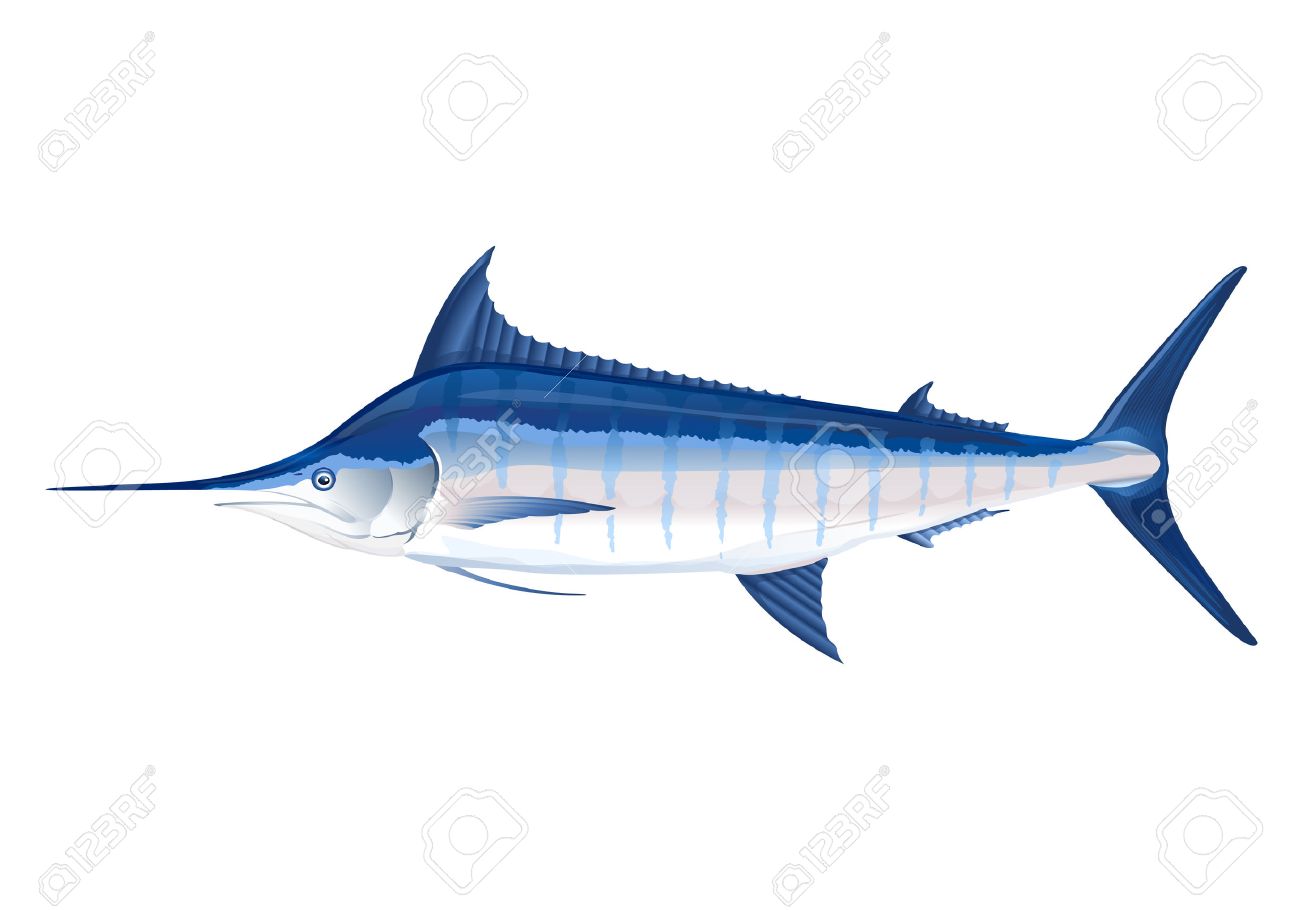 blue marlin fish