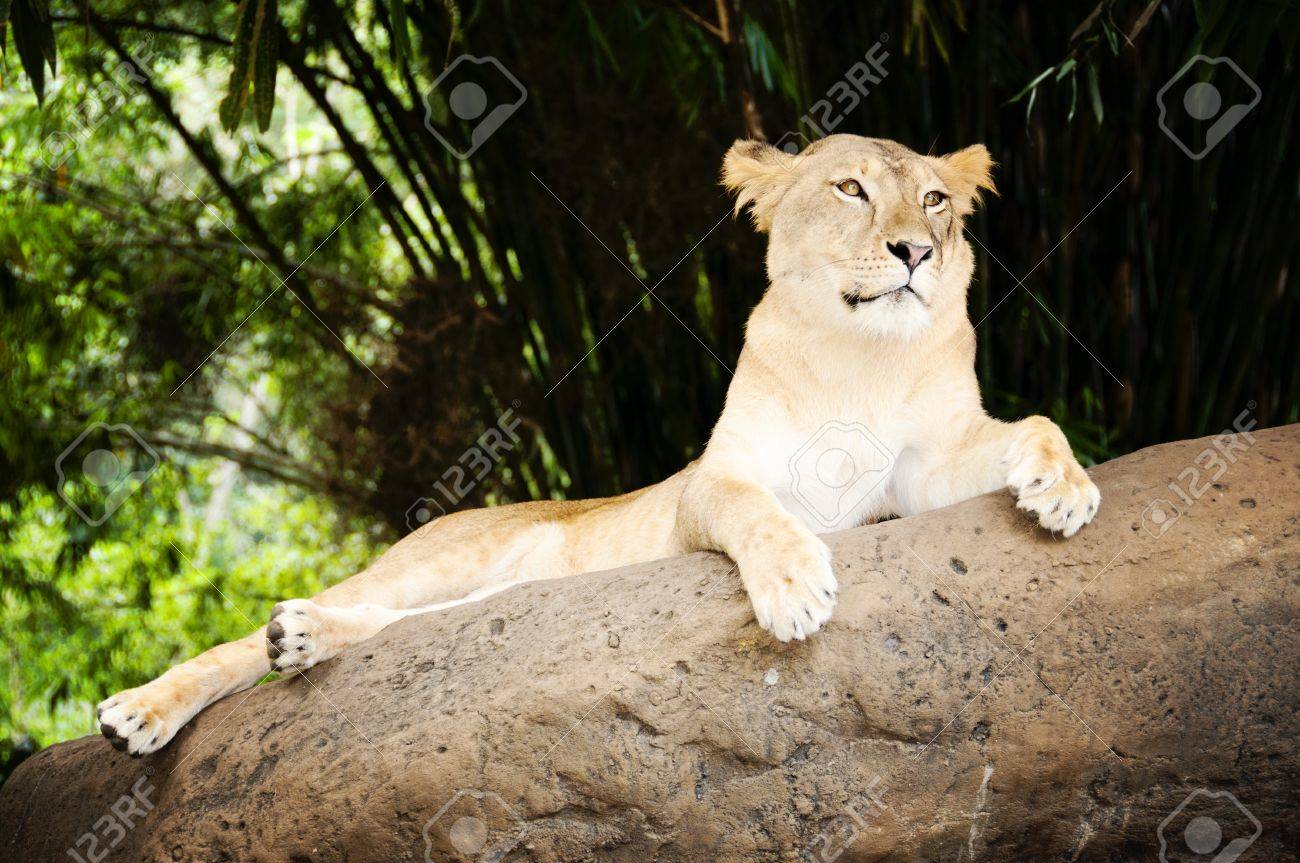 etiam-dictum-ipsum-a-felis