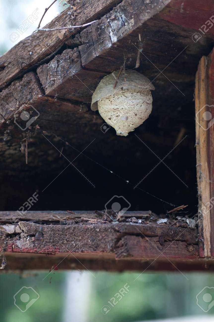 古い家天井の下のスズメバチの巣 の写真素材 画像素材 Image