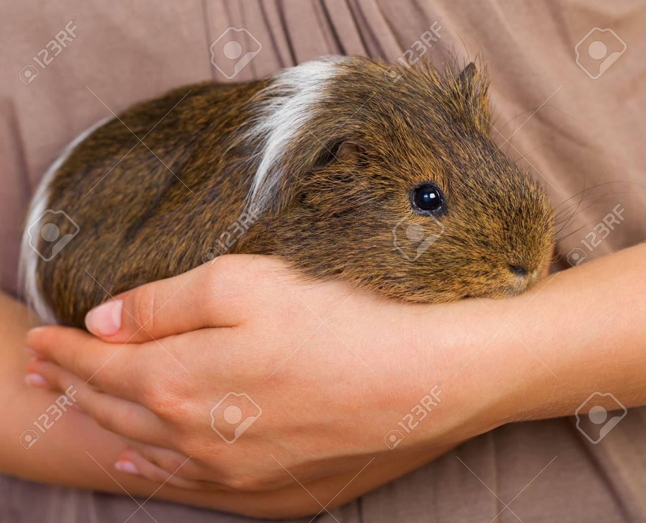 Picture Of A Female Hand Holding A Guinea Pig Stock Photo, Picture And  Royalty Free Image. Image 29006104.
