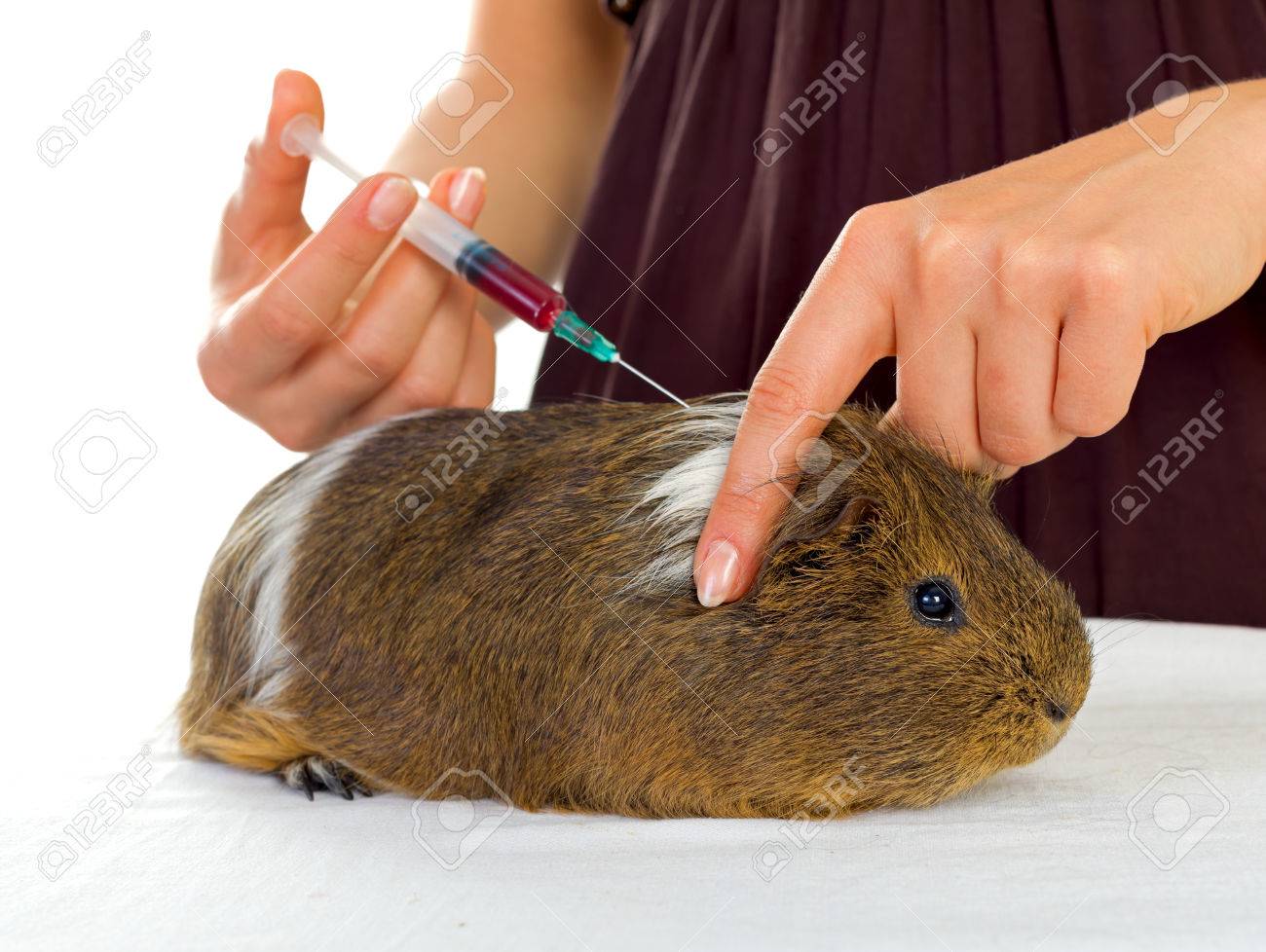 female veterinary giving an injection to a guinea pig stock photo guinea pig vet