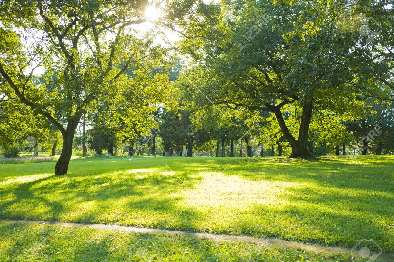Sunny Park Stock Photo, Picture And Royalty Free Image. Image 84396340.