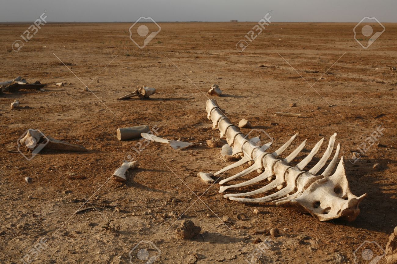 Skeleton In Desert With Single Bones Around Stock Photo Picture And Royalty Free Image Image