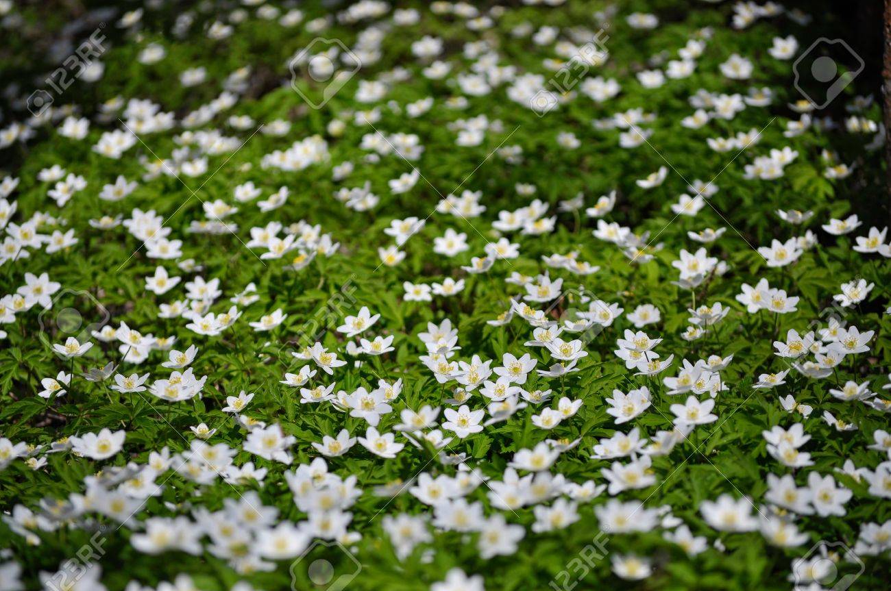 Flores Blancas De La Anémona De Madera. Anemone Nemorosa, Familia Ranunculaceae. Los Nombres Comunes Incluyen La Anémona De Madera, Viento, Thimbleweed Y El Zorro Olor. Fotos, Retratos, Imágenes Y Fotografía De Archivo Flores Blancas De La Anémona De Madera. Anemone Nemorosa, Familia Ranunculaceae. Los Nombres Comunes Incluyen La Anémona De Madera, Viento, Thimbleweed Y El Zorro Olor. Fotos, Retratos, Imágenes Y Fotografía De Archivo