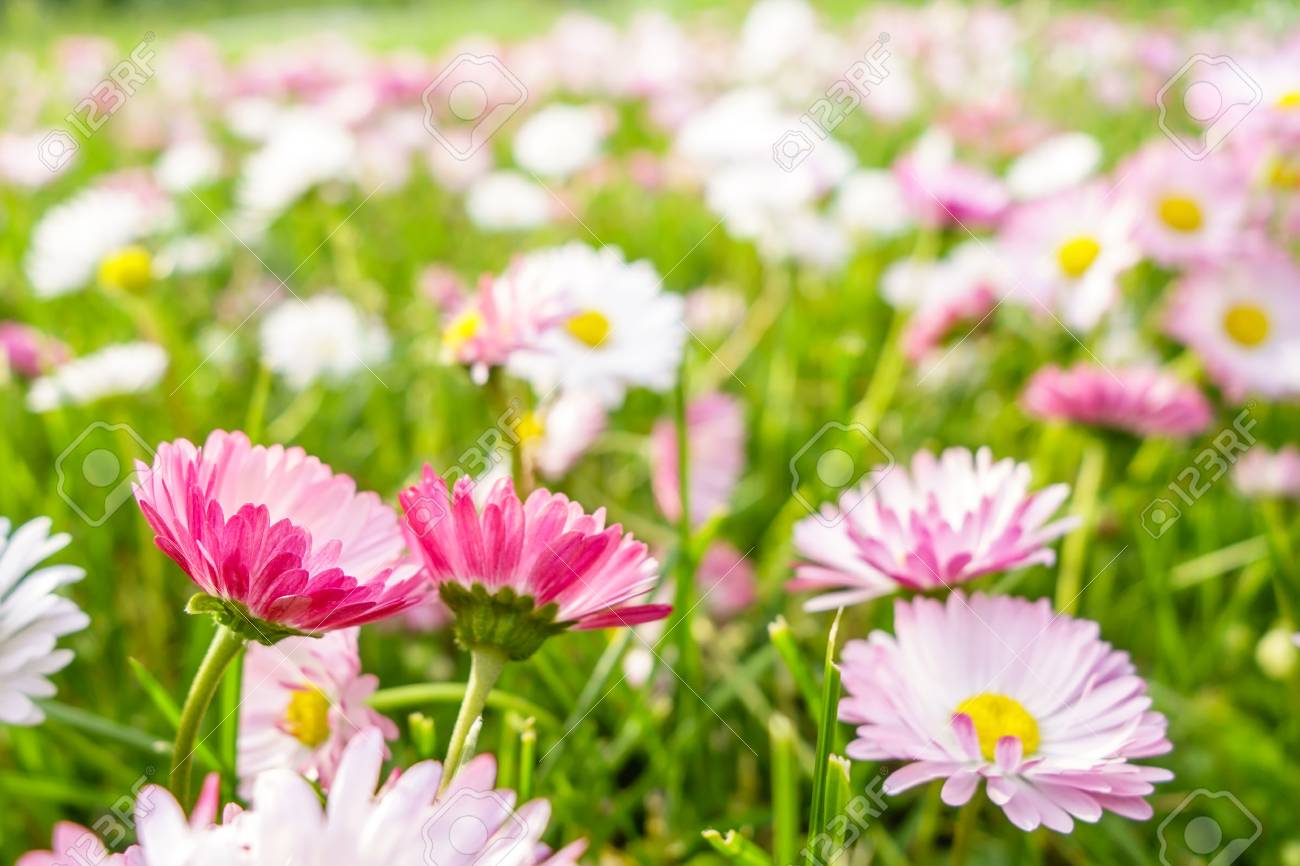 美しい春のピンクのヒナギクの草原 花の背景 の写真素材 画像素材 Image