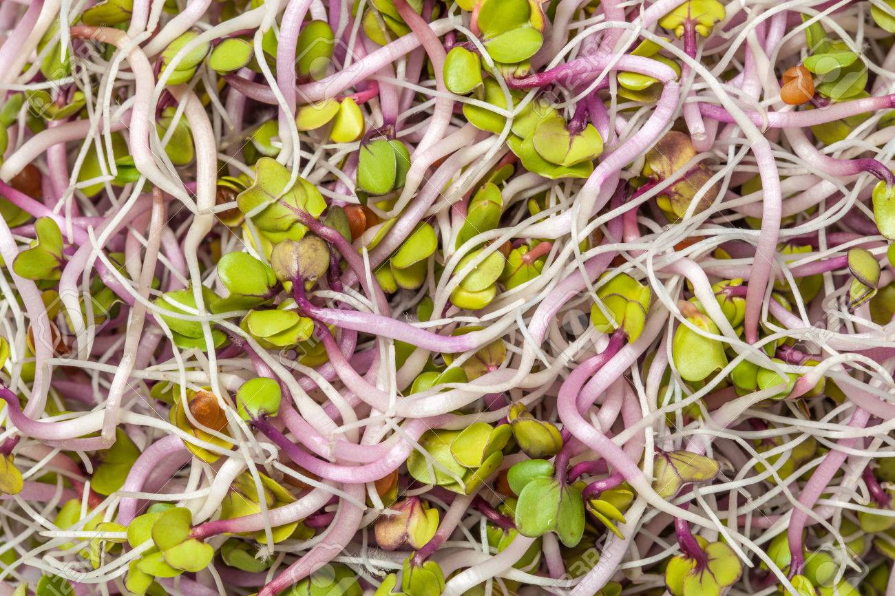 緑のアルファルファの若い芽もの野菜種子を葉します の写真素材 画像素材 Image