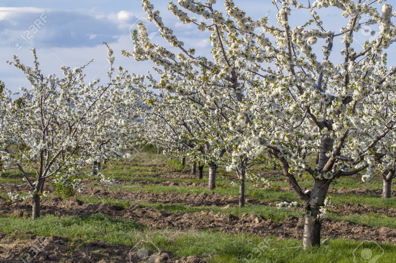 Immagini Stock Giardino Con Molti Alberi Giovani Di Ciliegio La Molla E Diventato E Gli Alberi Da Frutto Sono In Fiore Nel Frutteto Esse Sono Disposte In File Image 42014054