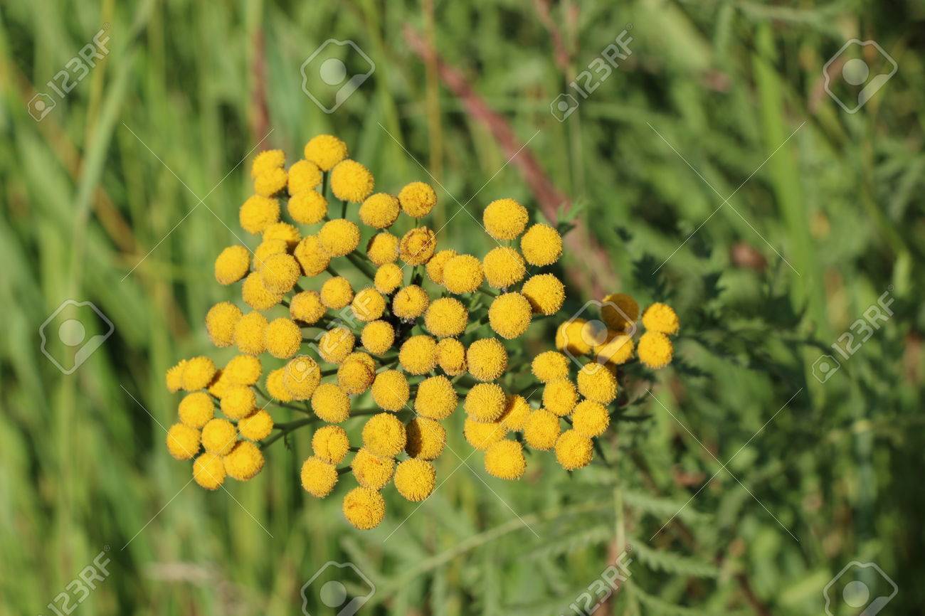 晴れた日にふわふわの黄色い丸い花タンジー の写真素材 画像素材 Image