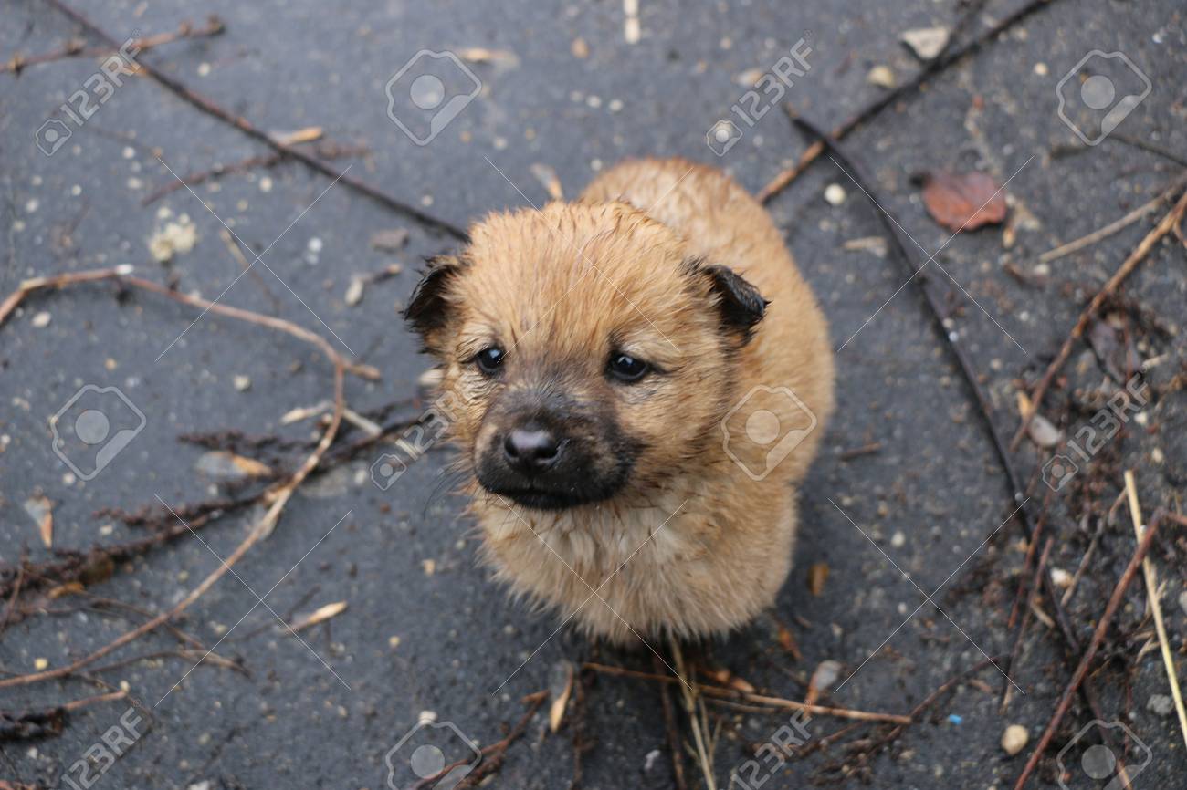 Image result for puppy wet